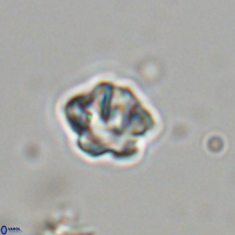 Olladiscoaster bordii 31496