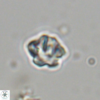 Olladiscoaster bordii 31496