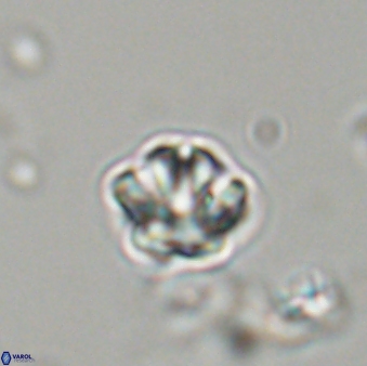 Olladiscoaster bordii 31497