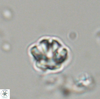 Olladiscoaster bordii 31497