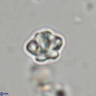 Olladiscoaster bordii 31498