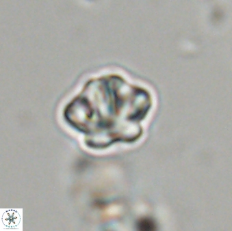 Olladiscoaster bordii 31498