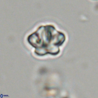 Olladiscoaster bordii 31499
