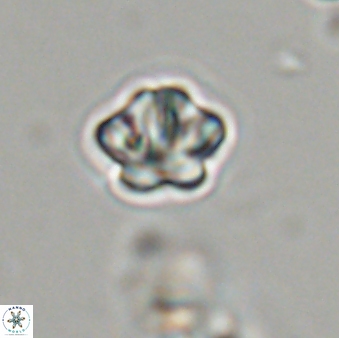 Olladiscoaster bordii 31499