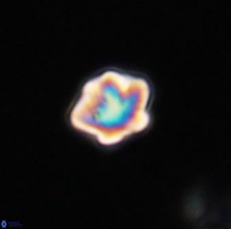 Olladiscoaster bordii 31501