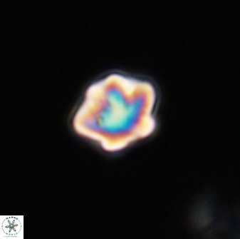Olladiscoaster bordii 31501