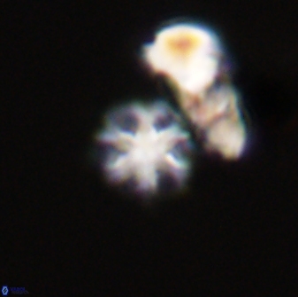Olladiscoaster bordii 31503
