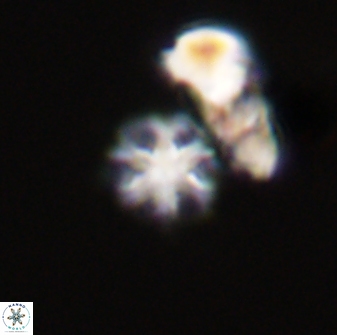 Olladiscoaster bordii 31503