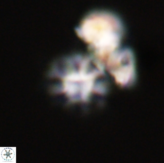 Olladiscoaster bordii 31505