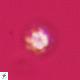 Olladiscoaster bordii 31506