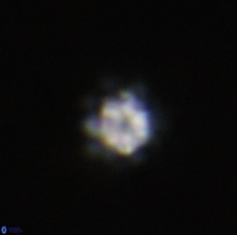 Olladiscoaster bordii 31507