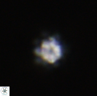 Olladiscoaster bordii 31507
