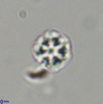 Olladiscoaster bordii 31508