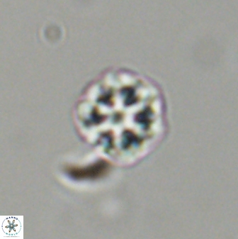 Olladiscoaster bordii 31508