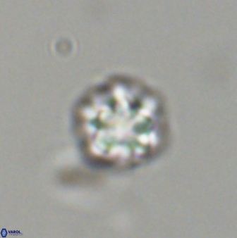 Olladiscoaster bordii 31509