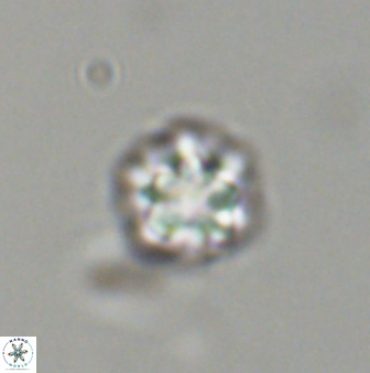 Olladiscoaster bordii 31509