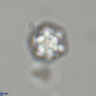 Olladiscoaster bordii 31510