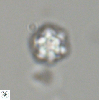 Olladiscoaster bordii 31510