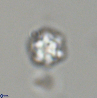 Olladiscoaster bordii 31511