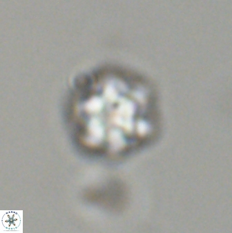 Olladiscoaster bordii 31511
