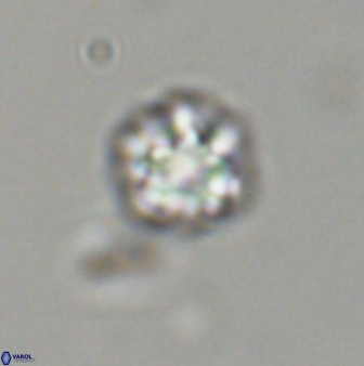 Olladiscoaster bordii 31512