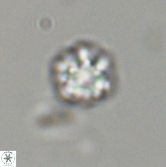 Olladiscoaster bordii 31512
