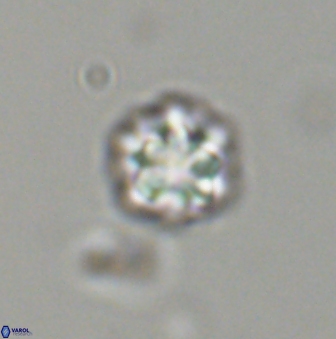 Olladiscoaster bordii 31513