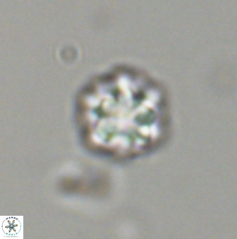 Olladiscoaster bordii 31513