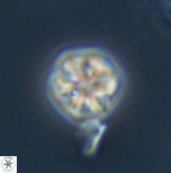 Olladiscoaster bordii 31516