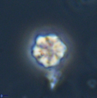 Olladiscoaster bordii 31518