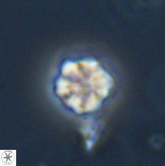 Olladiscoaster bordii 31518