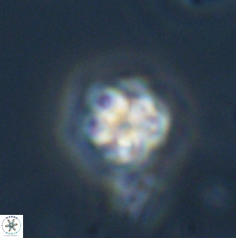 Olladiscoaster bordii 31519