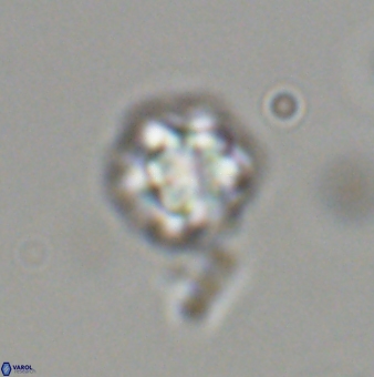 Olladiscoaster bordii 31520