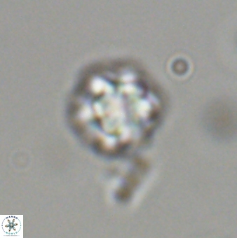 Olladiscoaster bordii 31520