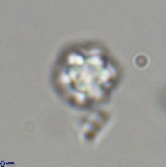Olladiscoaster bordii 31521