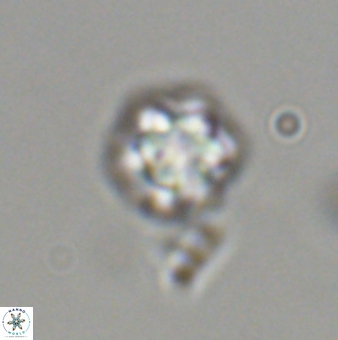 Olladiscoaster bordii 31521