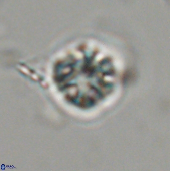 Olladiscoaster bordii 31522