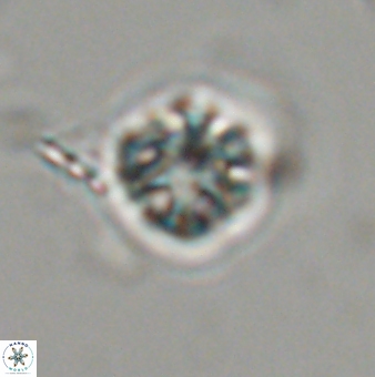 Olladiscoaster bordii 31522