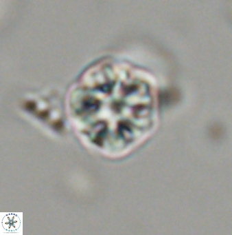 Olladiscoaster bordii 31524
