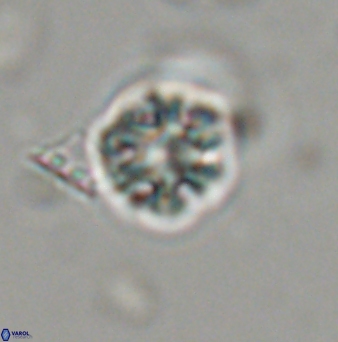 Olladiscoaster bordii 31525