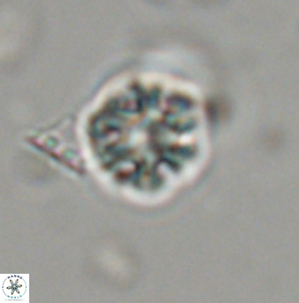 Olladiscoaster bordii 31525