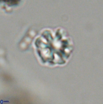 Olladiscoaster bordii 31526