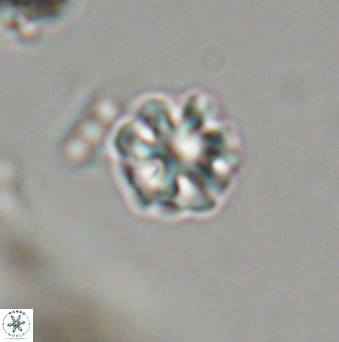 Olladiscoaster bordii 31526