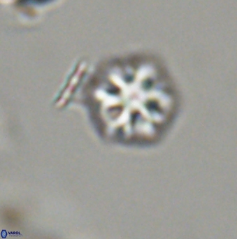 Olladiscoaster bordii 31527