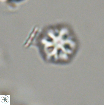 Olladiscoaster bordii 31527