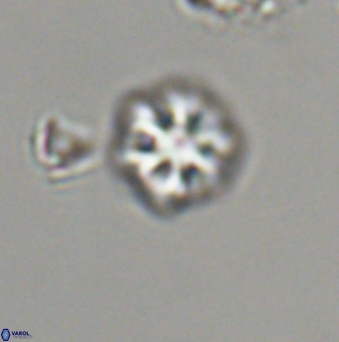 Olladiscoaster bordii 31528