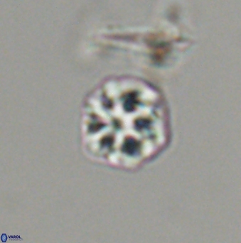 Olladiscoaster bordii 31529