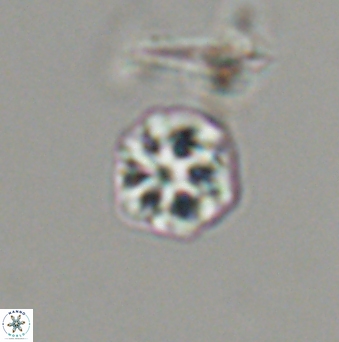Olladiscoaster bordii 31529