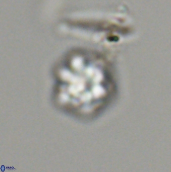 Olladiscoaster bordii 31530
