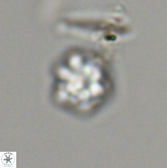 Olladiscoaster bordii 31530